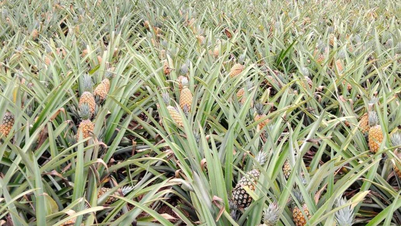 Avec l'application e-pineA, les agriculteurs béninois gagnent leur pain de sucre - L'Afrique en marche