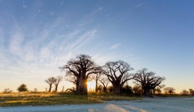 How flower power fuels Africa’s baobabs