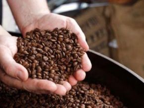 Cameroon Robusta Hits $3.68/kg, Surpasses Cocoa for First Time