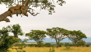 Why Uganda is the ultimate safari spot