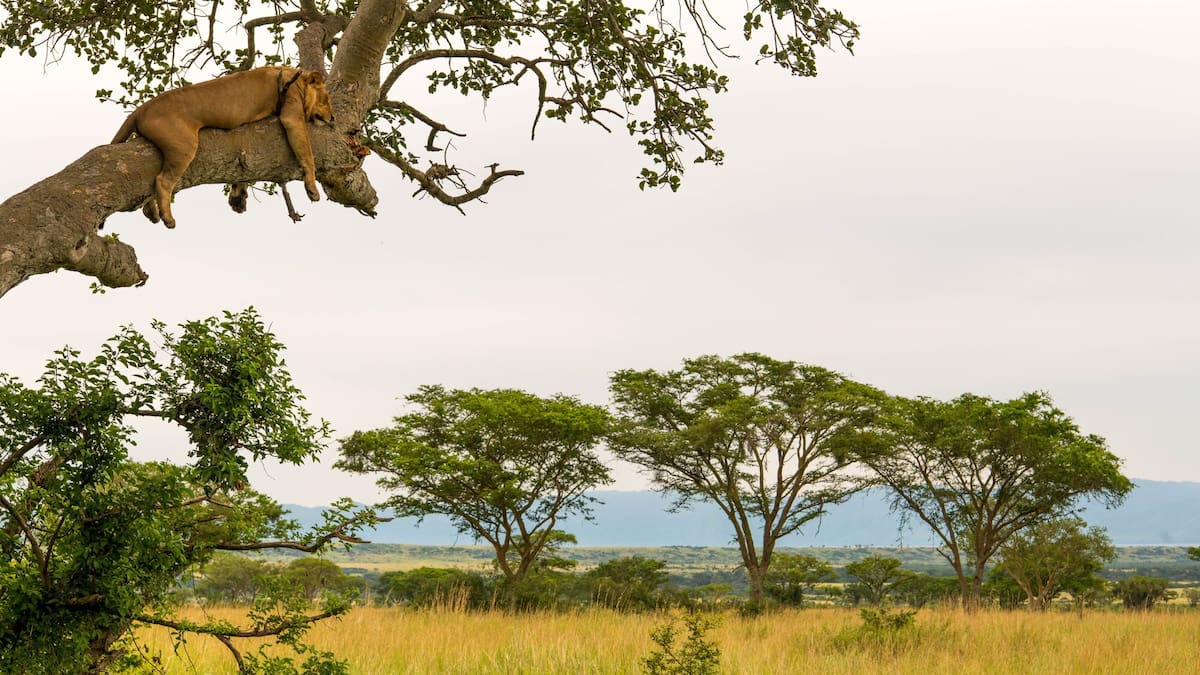 Why Uganda is the ultimate safari spot