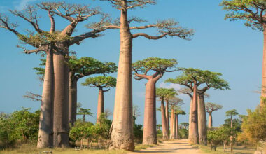 Madagascar’s Ancient Baobabs Reveal 700 Years of Rainfall and Climate Change History