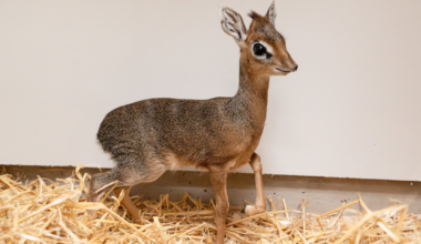 One of world’s tiniest antelopes born the size of bean can | National