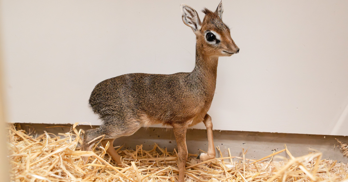 One of world’s tiniest antelopes born the size of bean can | National
