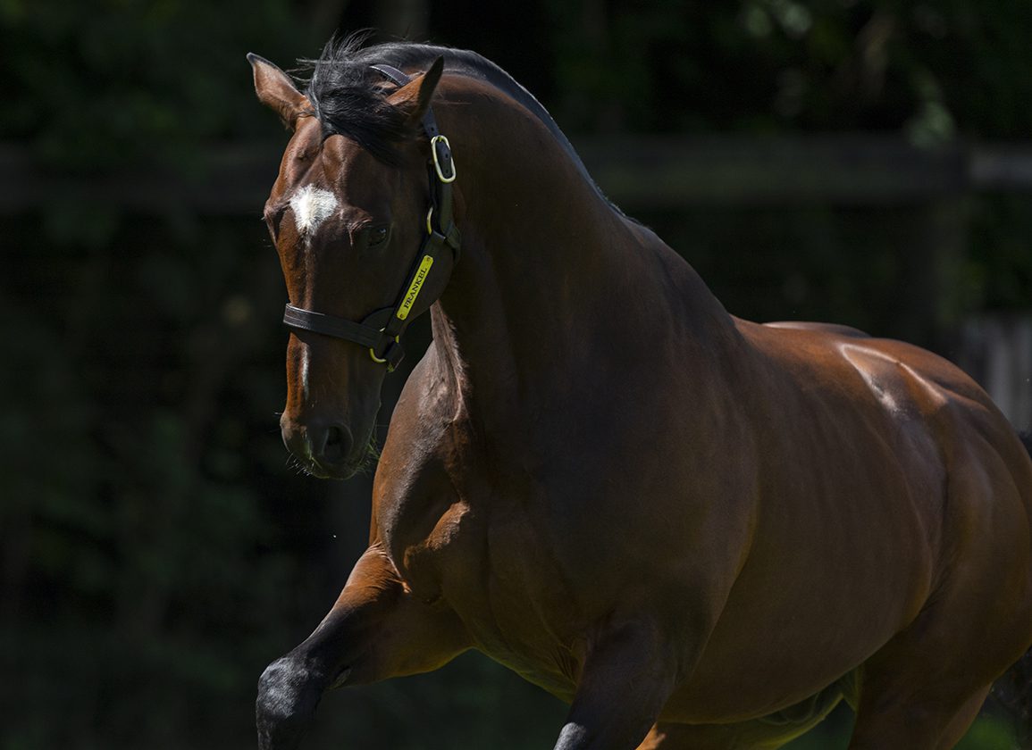 Amo's Frankel Millionaire Ancient Egypt All Powerful At Newmarket
