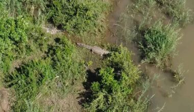 Missing man feared dead after remains found in crocodile