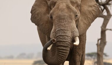 En Afrique, une étude révèle le piège génétique qui accélère le déclin des éléphants