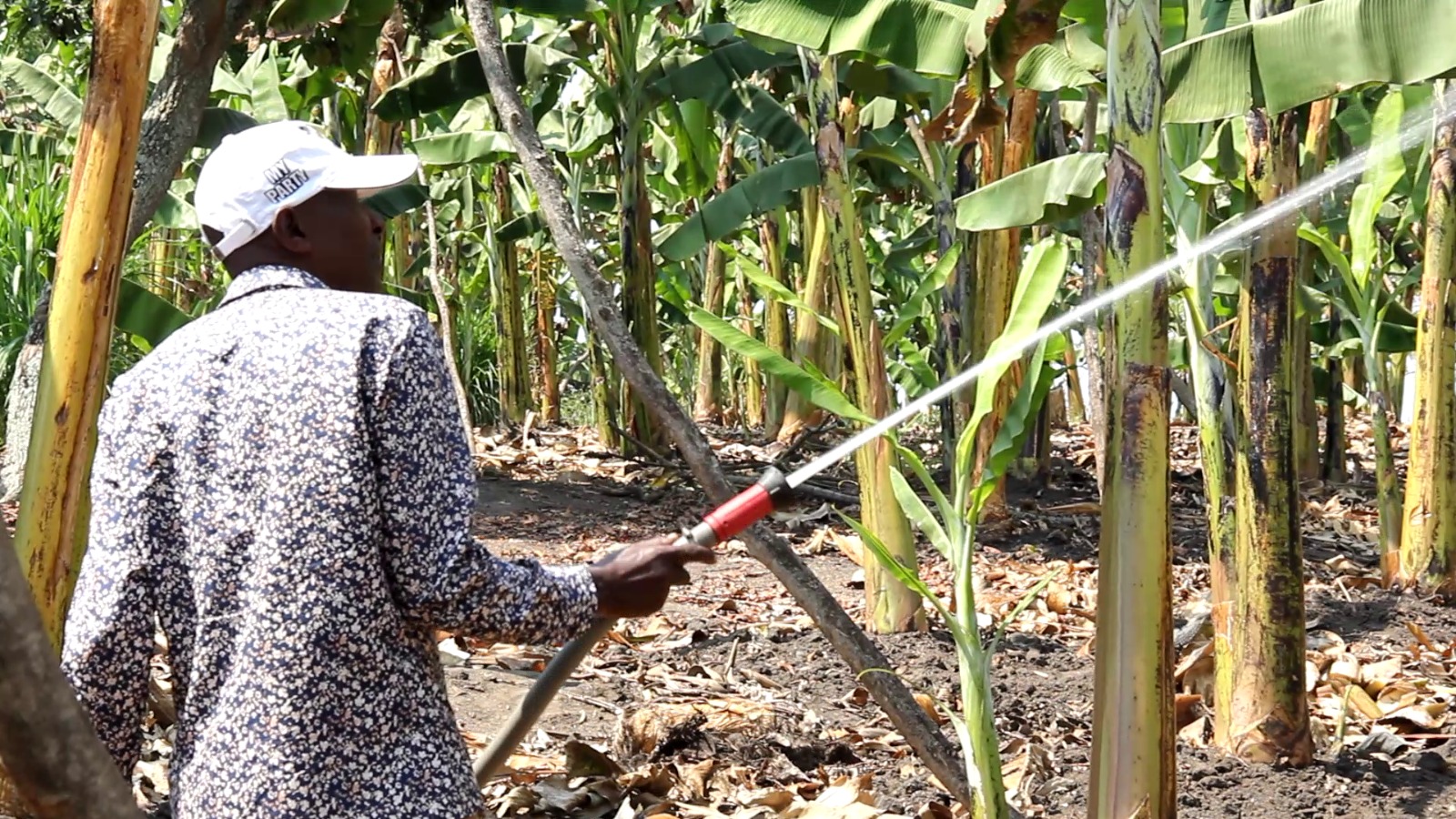 Kazo Farmers Boost Year-Round Harvests Through Government Irrigation Programme