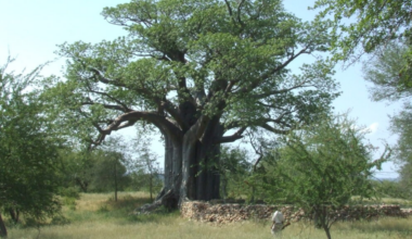 Afrique du Sud : le mystère de Thulamela s'épaissit, entre trésors volés et mythes effondrés