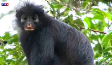 Une nouvelle espèce de singe découverte au Congo, seulement "la cinquième à être identifiée en Afrique au cours des 75 dernières années"