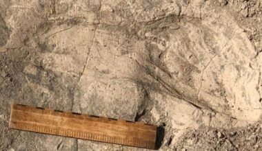 Ancient Footprints in Kenya Hint at Bigger Bodies and Group Behavior among Early Human Relatives
