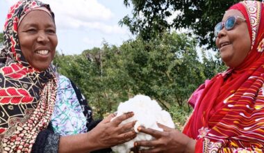 Kenya: A New Harvest Of Hope - Bt Cotton Revives Lamu