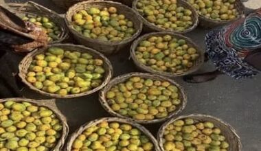 Mangoes