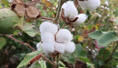 Kenya: From Boom to Bust and Back: Kenya's Long Cotton Journey
