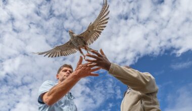 A Million Falcons Went Missing From Eastern Europe. Here’s How They Were Found