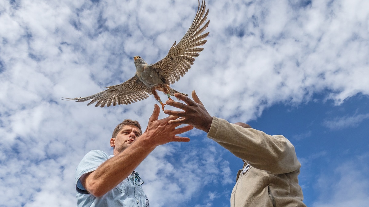 A Million Falcons Went Missing From Eastern Europe. Here’s How They Were Found