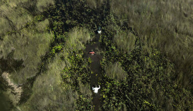 New Study: Peatlands in the Angolan Highlands Are at Least Four Times Larger Than Previously Estimated