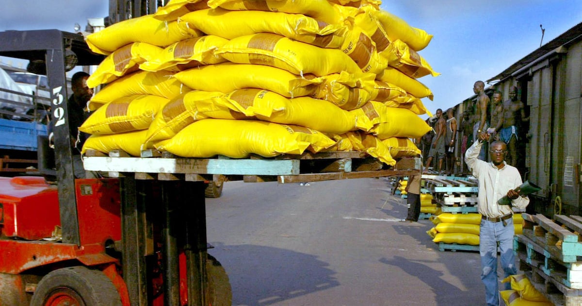 L’Afrique devrait importer 20 millions de tonnes de riz: voici les 10 pays les plus dépendants de l’étranger