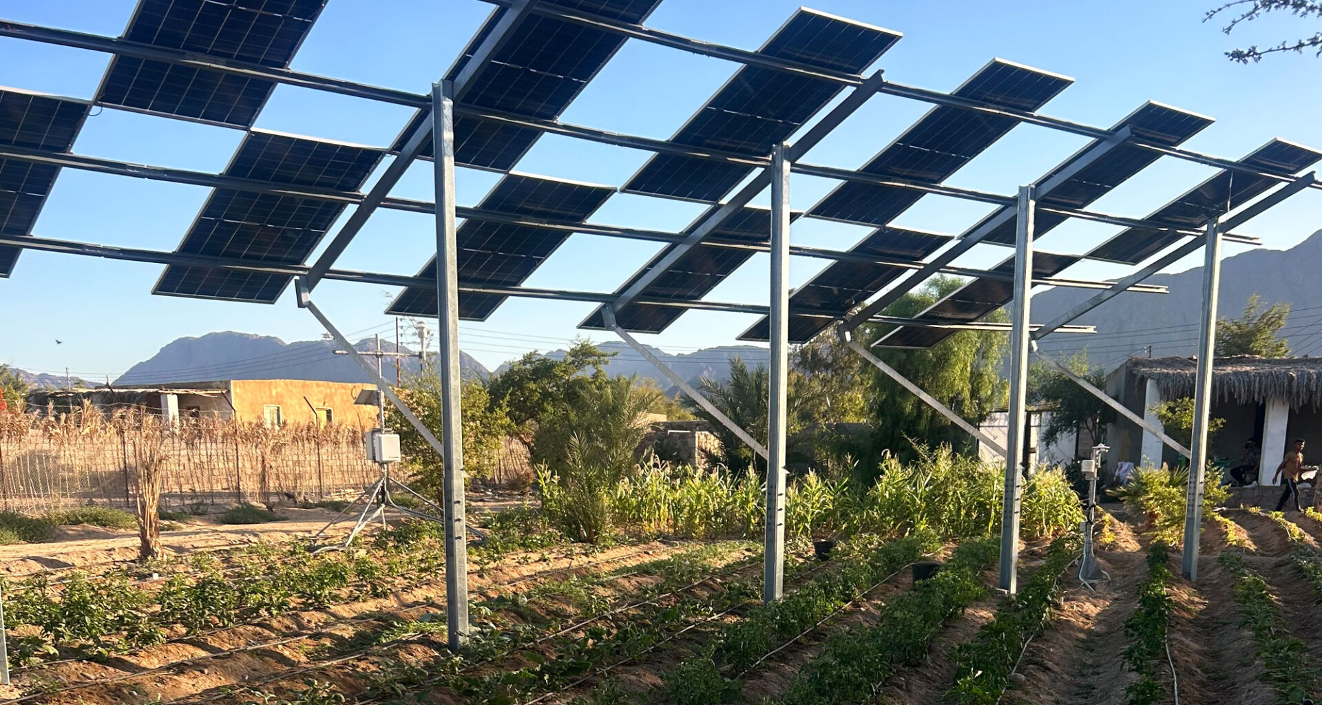 Why Egyptian farmers are growing crops under solar panels