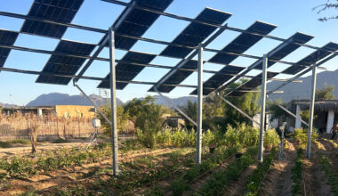 Why Egyptian farmers are growing crops under solar panels