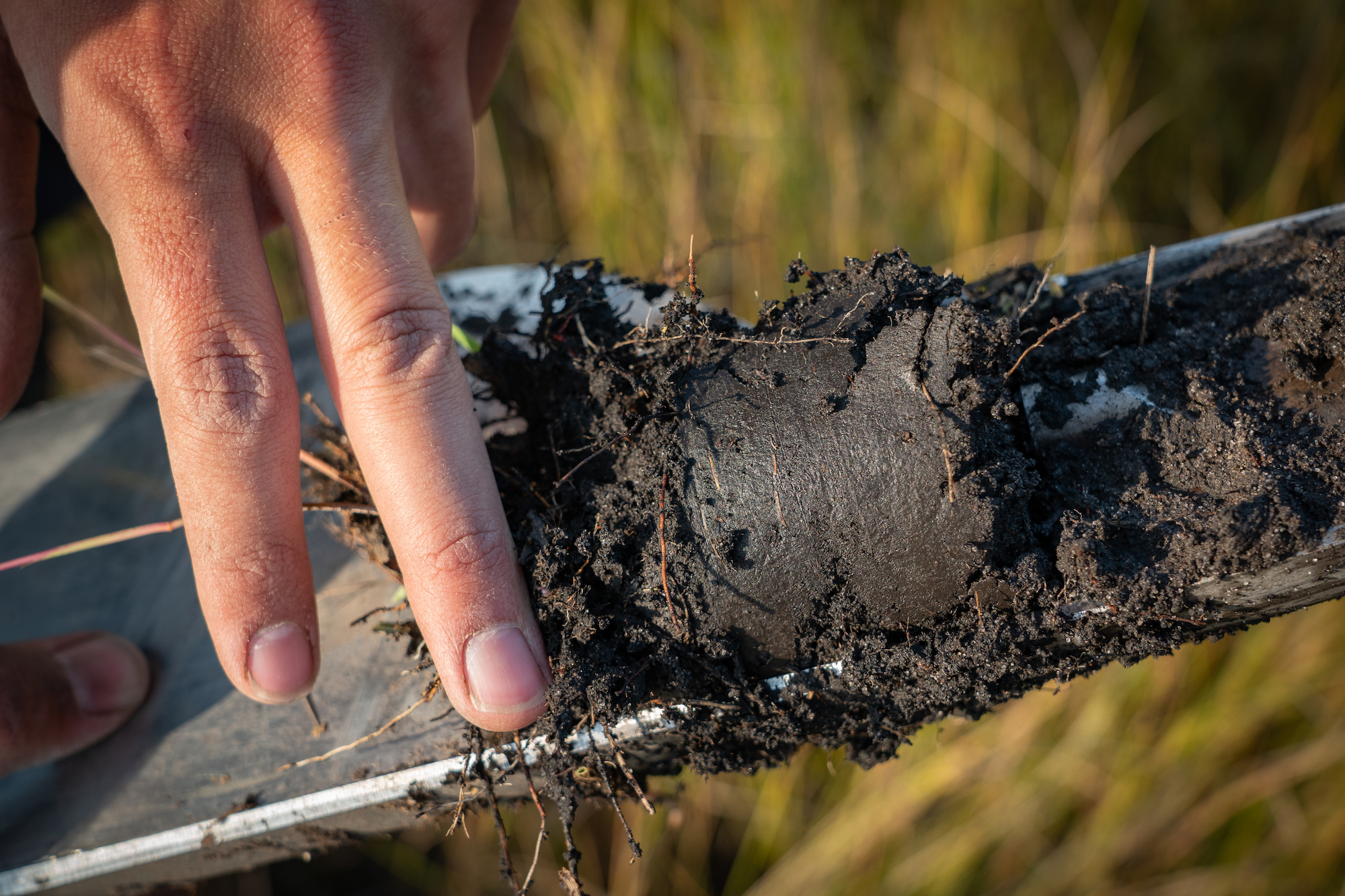 Peat material collected during the research. Image courtesy of Jennifer Guyton.
