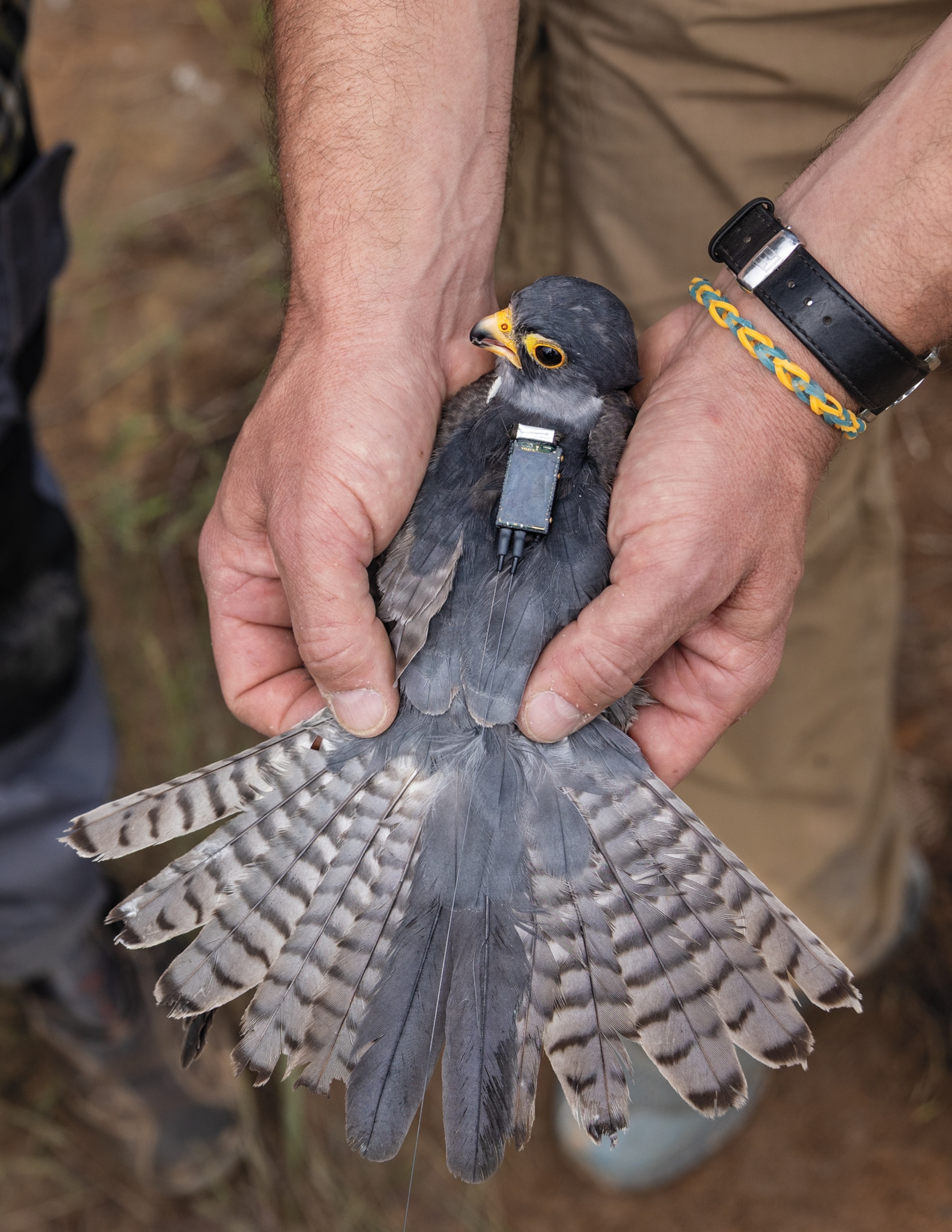 Man's hand holding a bird with small device on its back and wide open tail.