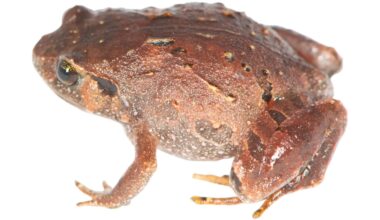 A diamond frog.