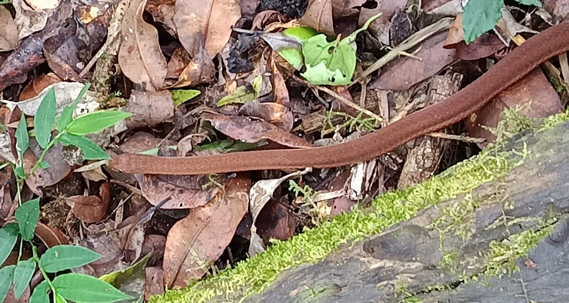 A brown snake is resting among dried leaves and greenery on the forest floor.
