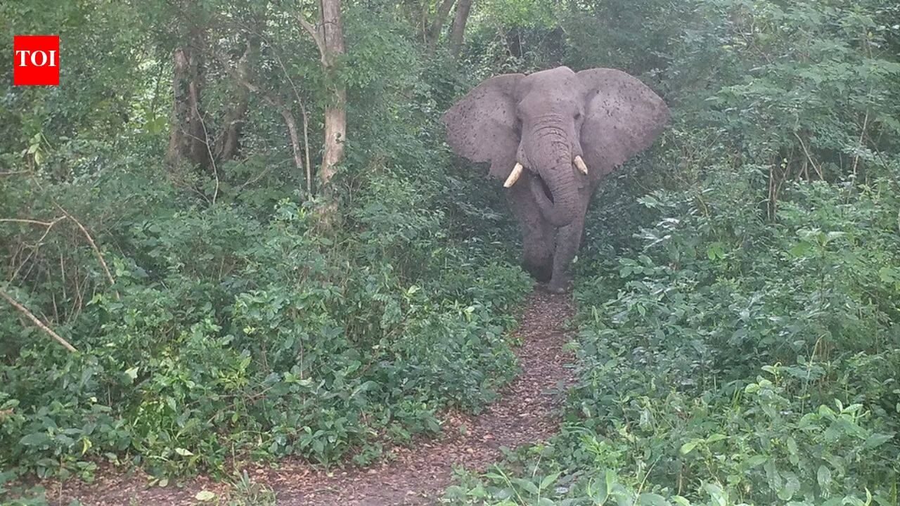 Tanzania planted 100,000 native trees along an elephant corridor; the 1,000 animals now have a route from savanna to rainforest |