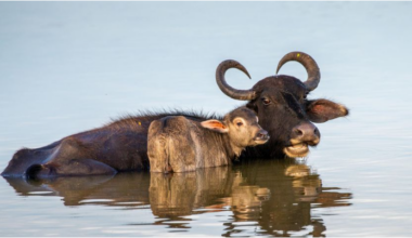 For meat and milk: Ruto proposes buffalo farming to ease shortage