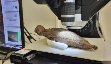 Vermeintlicher Moorfund entpuppt sich als ägyptische Vogelmumie
