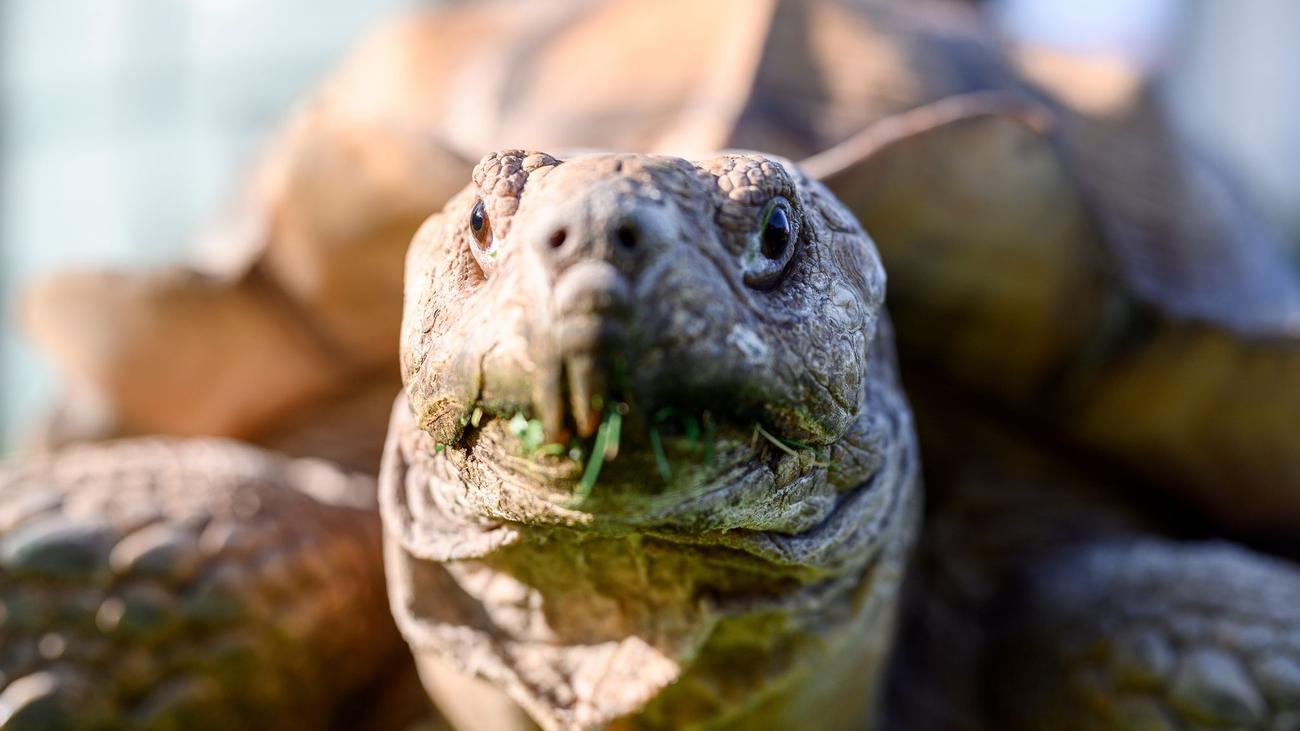 Tierrettung: Stattliche afrikanische Schildkröte in Augsburg unterwegs