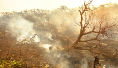 Wald- und Flächenbrandsaison in Afrika wird kürzer © bennymarty / depositphotos.com