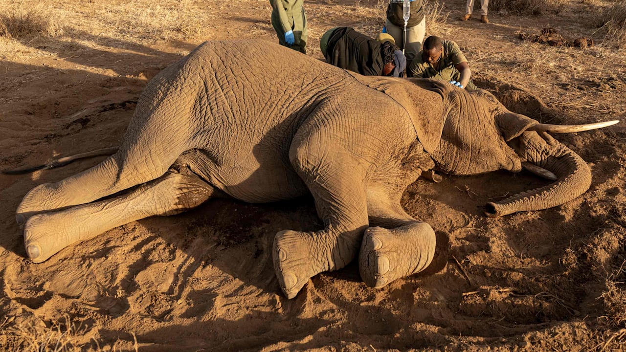 Tiere: Tödliche Elefanten-Krankheit wütet in Kenia | News