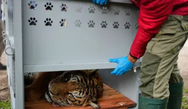 Tierschutz - Umsiedlung von 30 Großkatzen aus Zoo in Argentinien beginnt - Wissen