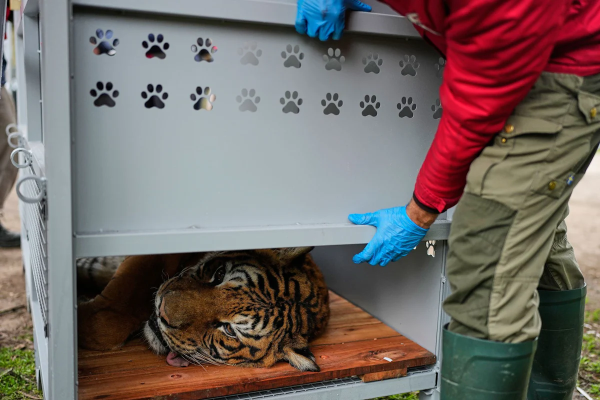 Tierschutz - Umsiedlung von 30 Großkatzen aus Zoo in Argentinien beginnt - Wissen