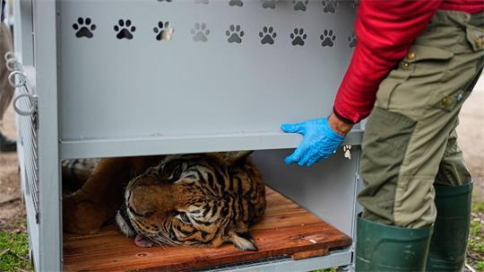 Umsiedlung von 30 Großkatzen aus Zoo in Argentinien beginnt