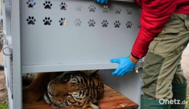 Umsiedlung von 30 Großkatzen aus Zoo in Argentinien beginnt