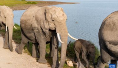 les magnifiques paysages des zones humides du Kenya