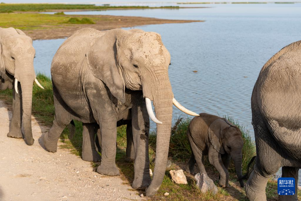 les magnifiques paysages des zones humides du Kenya