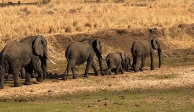 La Tanzanie façon « Hakuna Matata » avec Savanna Tours & Safaris