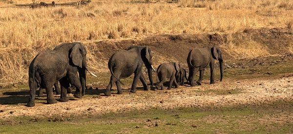 La Tanzanie façon « Hakuna Matata » avec Savanna Tours & Safaris