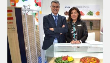 « La faiblesse de l'offre de légumes en Espagne et au Maroc se poursuivra en février et mars »