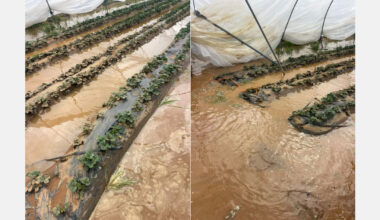 Les inondations dans le nord du Maroc touchent les producteurs de petits fruits