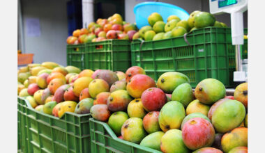 Le Ghana exporte 26 tonnes de mangues par la route vers le Maroc