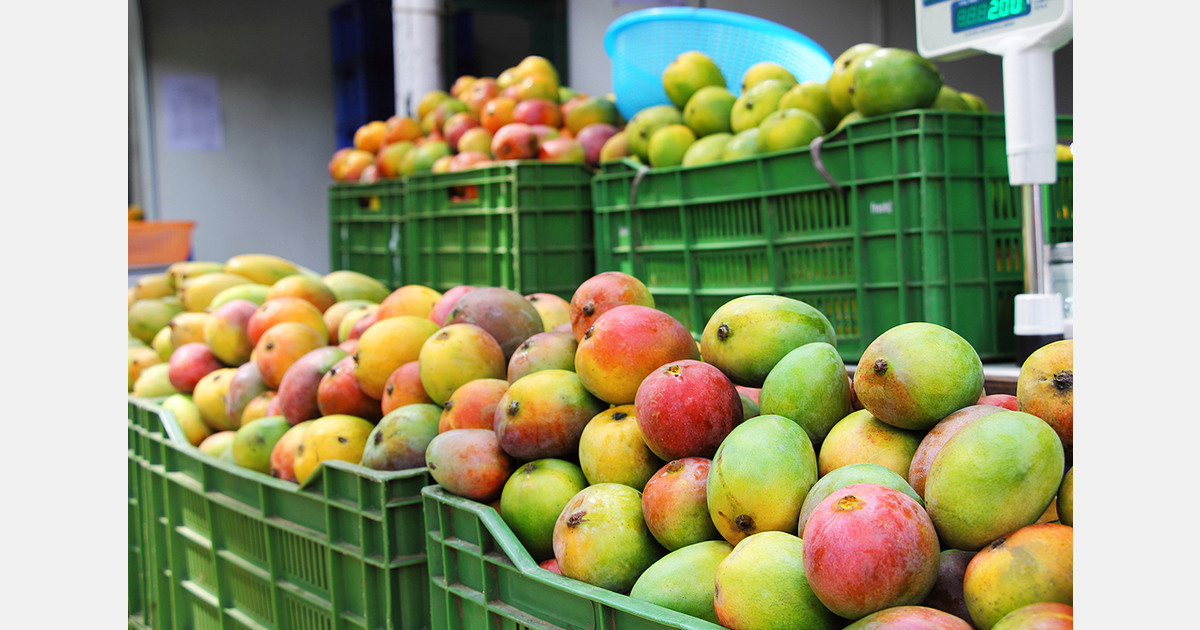 Le Ghana exporte 26 tonnes de mangues par la route vers le Maroc