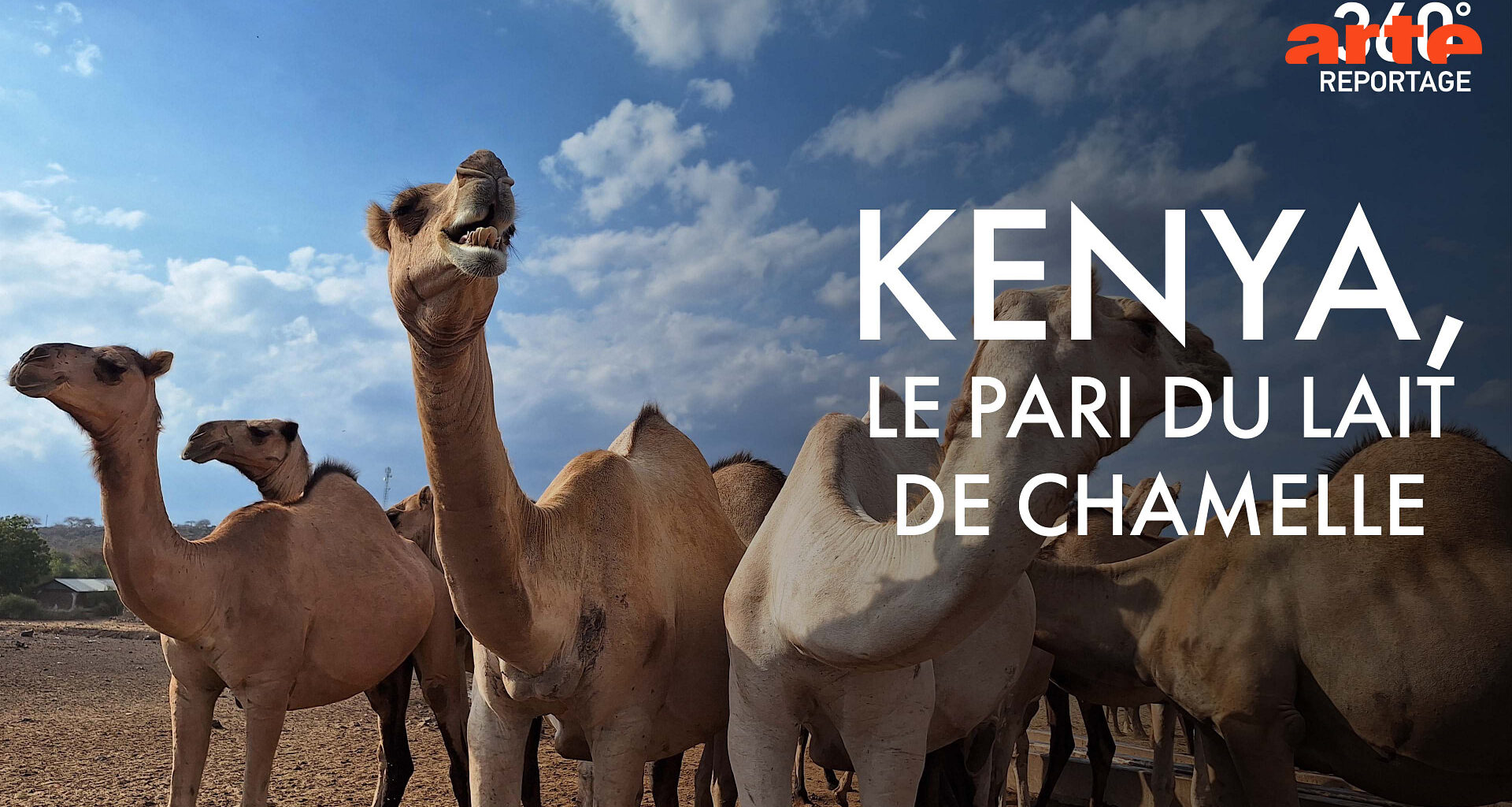 360° Reportage - Kenya, le pari du lait de chamelle - Regarder le documentaire complet