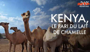 360° Reportage - Kenya, le pari du lait de chamelle - Regarder le documentaire complet