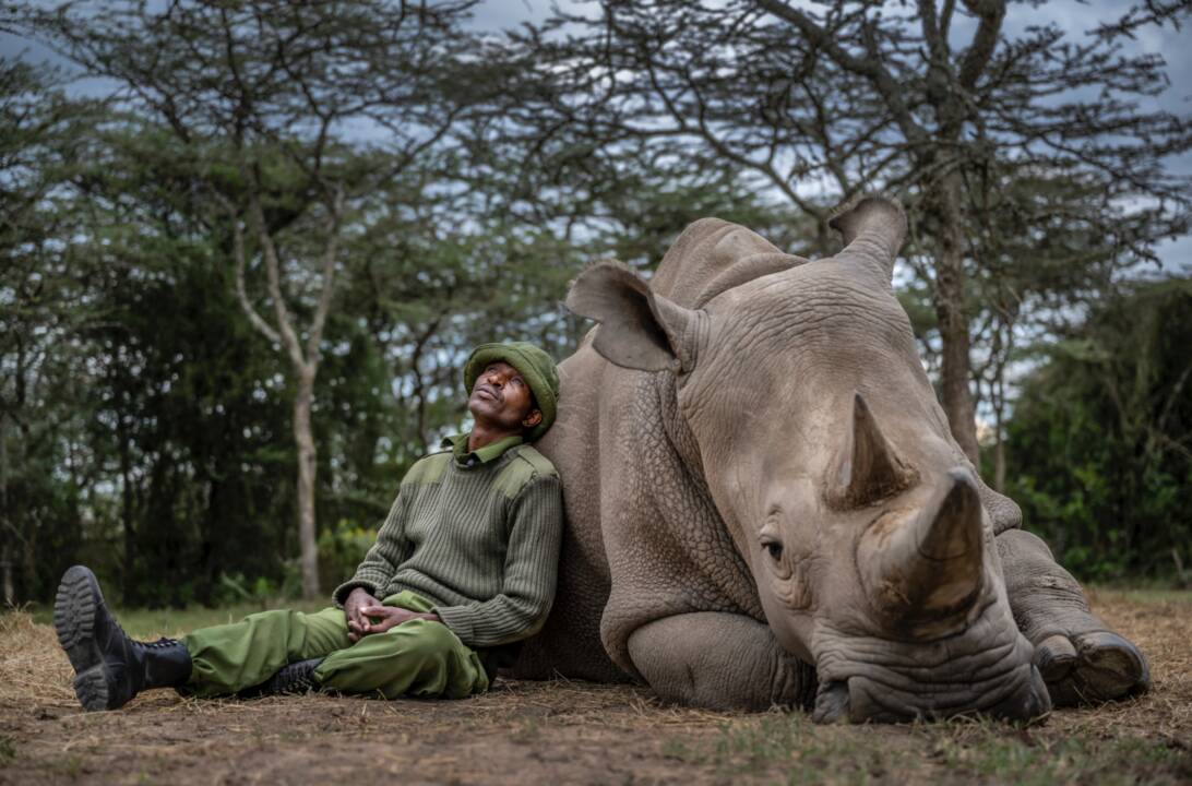 Au Kenya, la course contre la montre pour créer des bébés-éprouvettes de rhinocéros