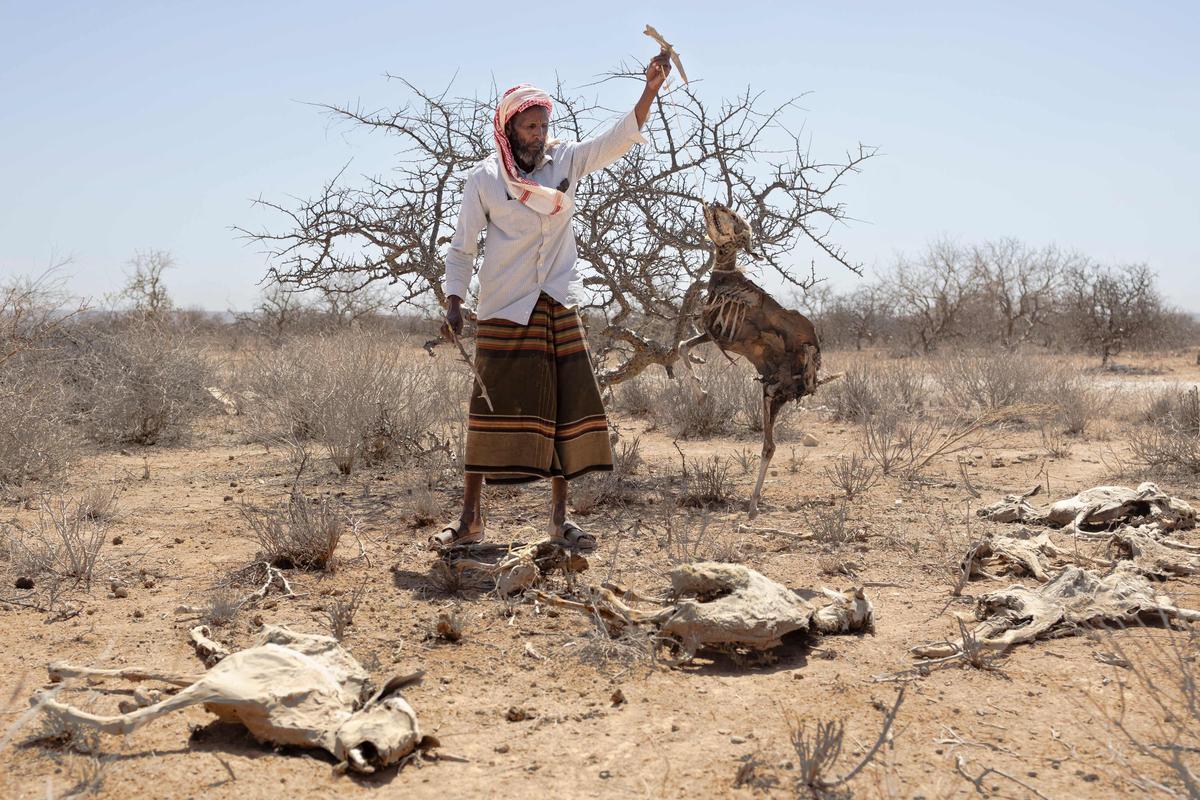 «Nos enfants seront les prochains à mourir»: au Kenya la sécheresse fait des ravages